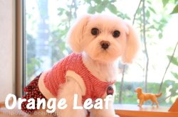 ybgT@Orange Leaf