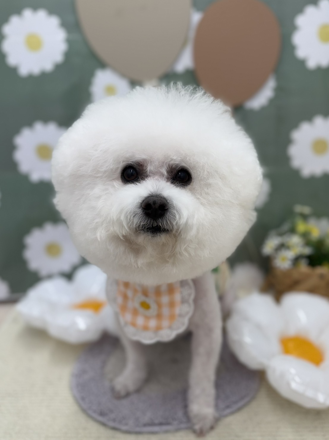 ���񂿂��J�b�g