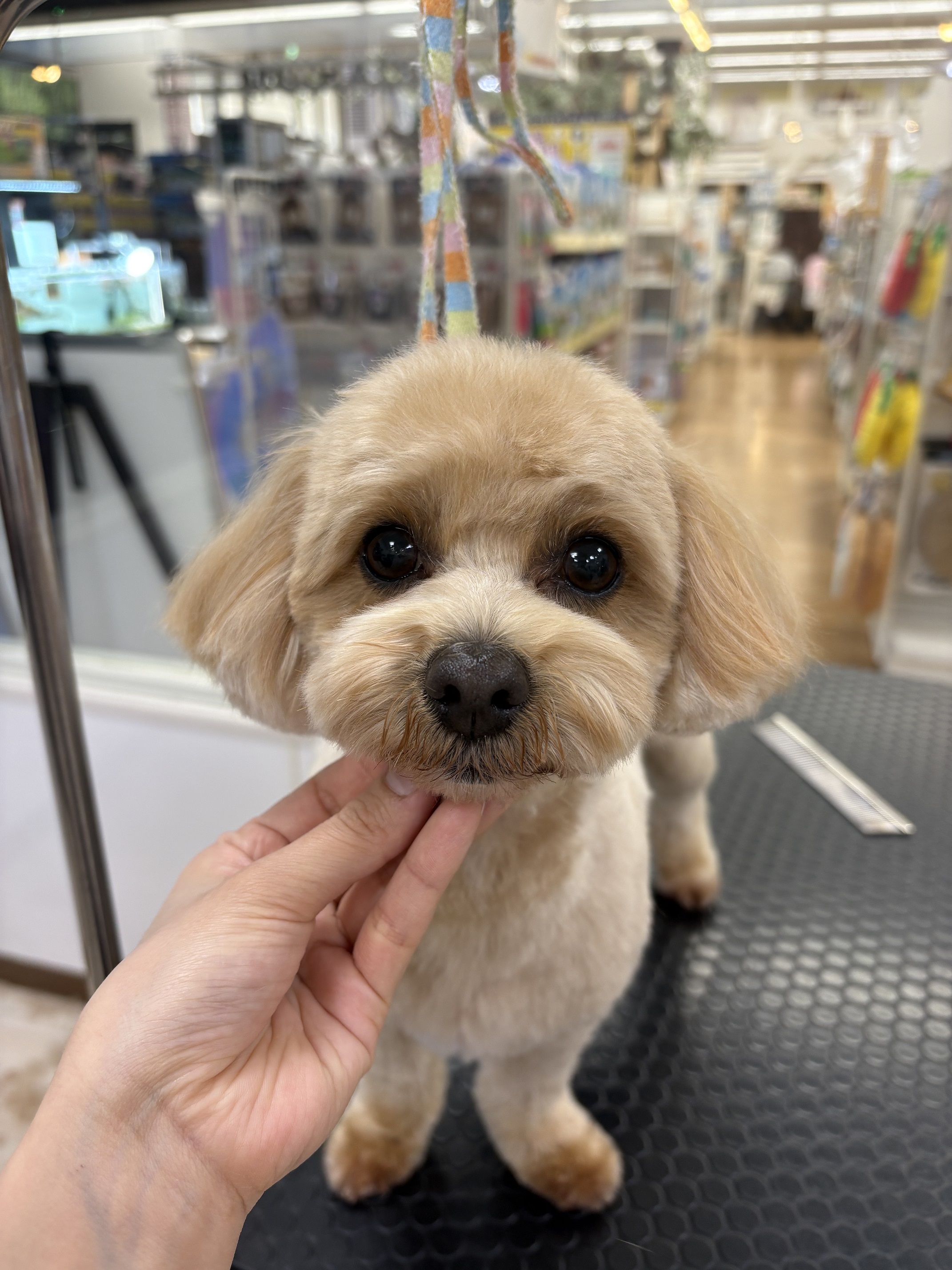 ��������e�f�B�x�A�J�b�g