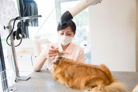 Bless Hair Spa With Dog ブレス ペットサロン ペット美容室検索ドッグビューティー