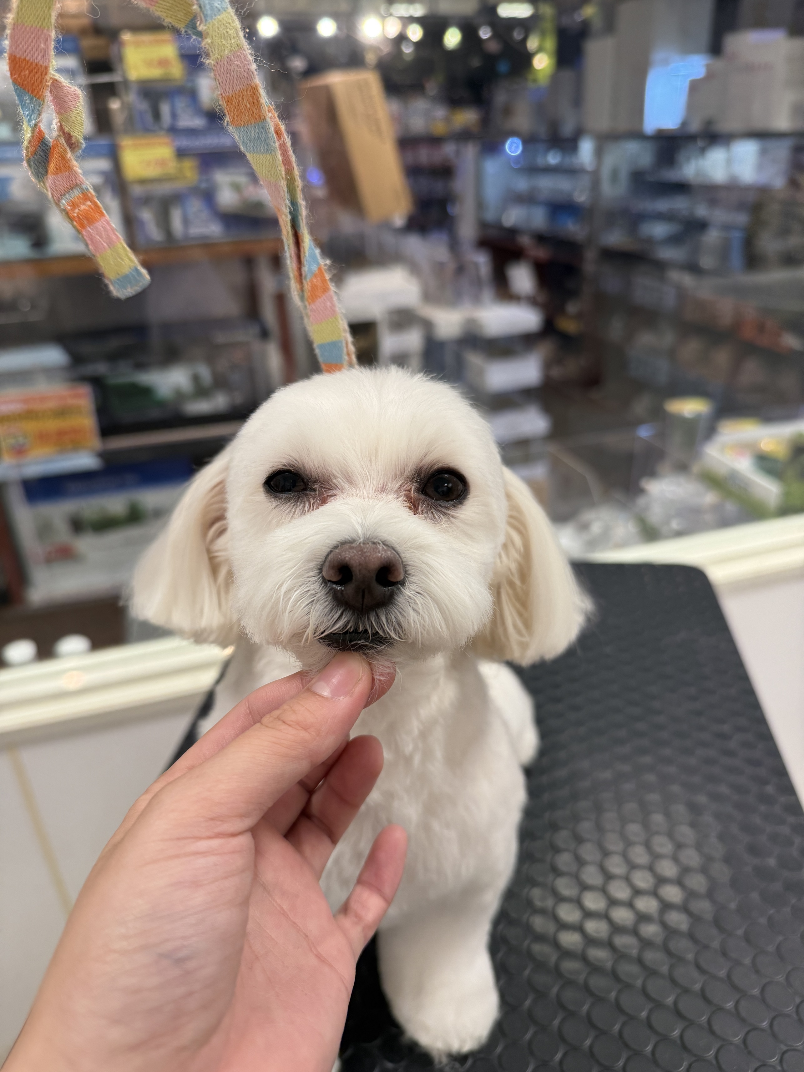 �܂邷������J�b�g