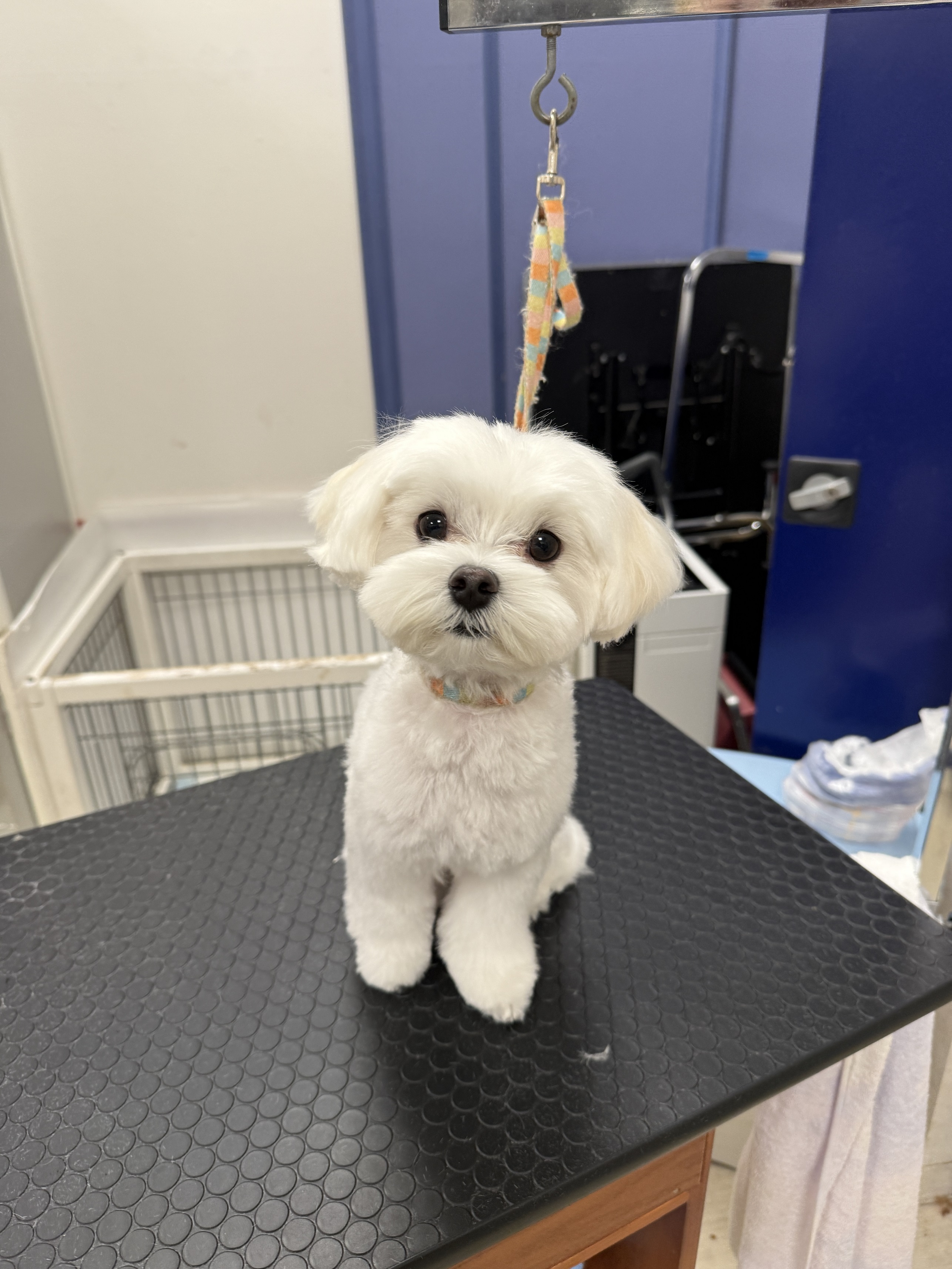 �~���L�[�x�A�J�b�g