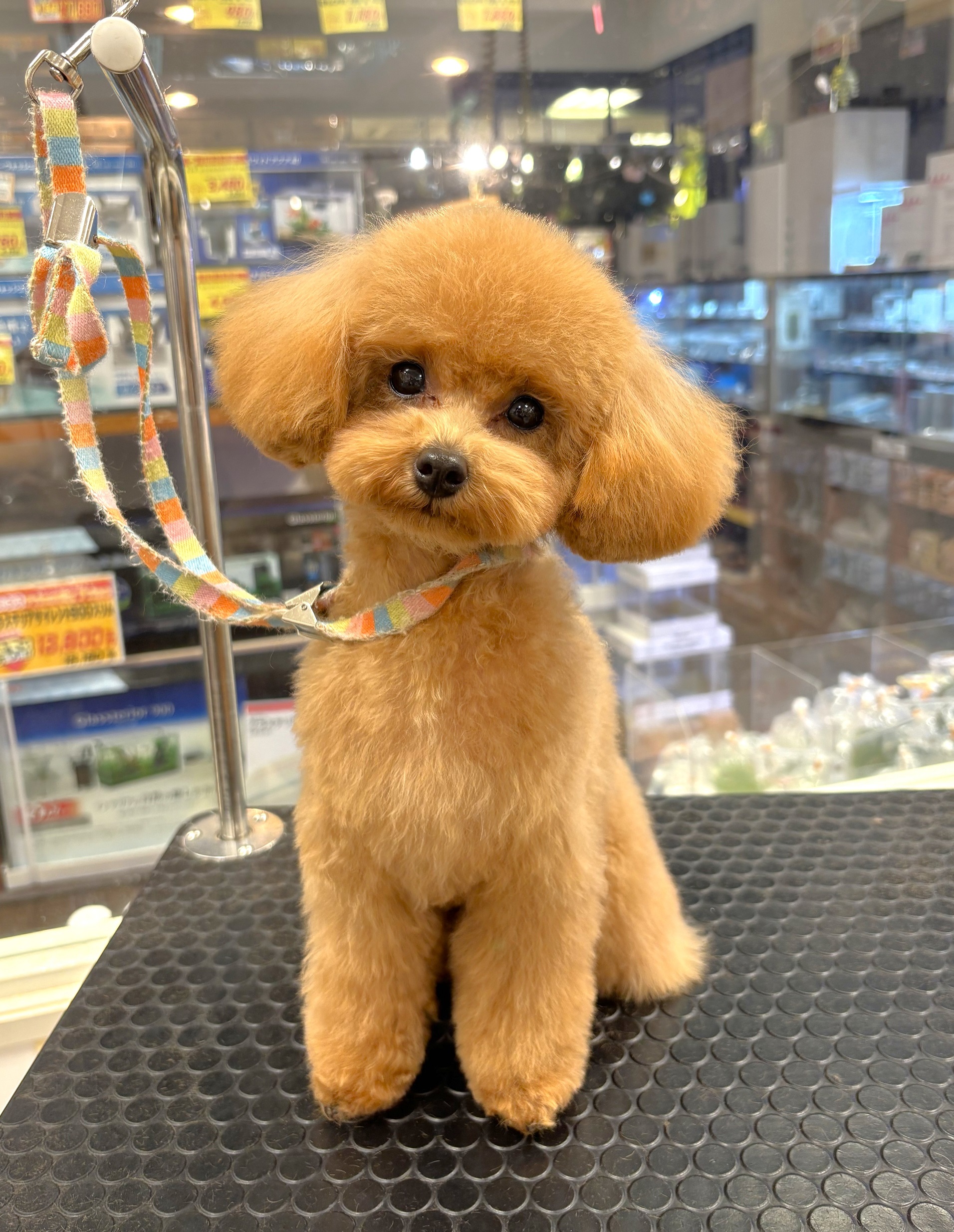 �΂Ԃ݃e�f�B�J�b�g�I