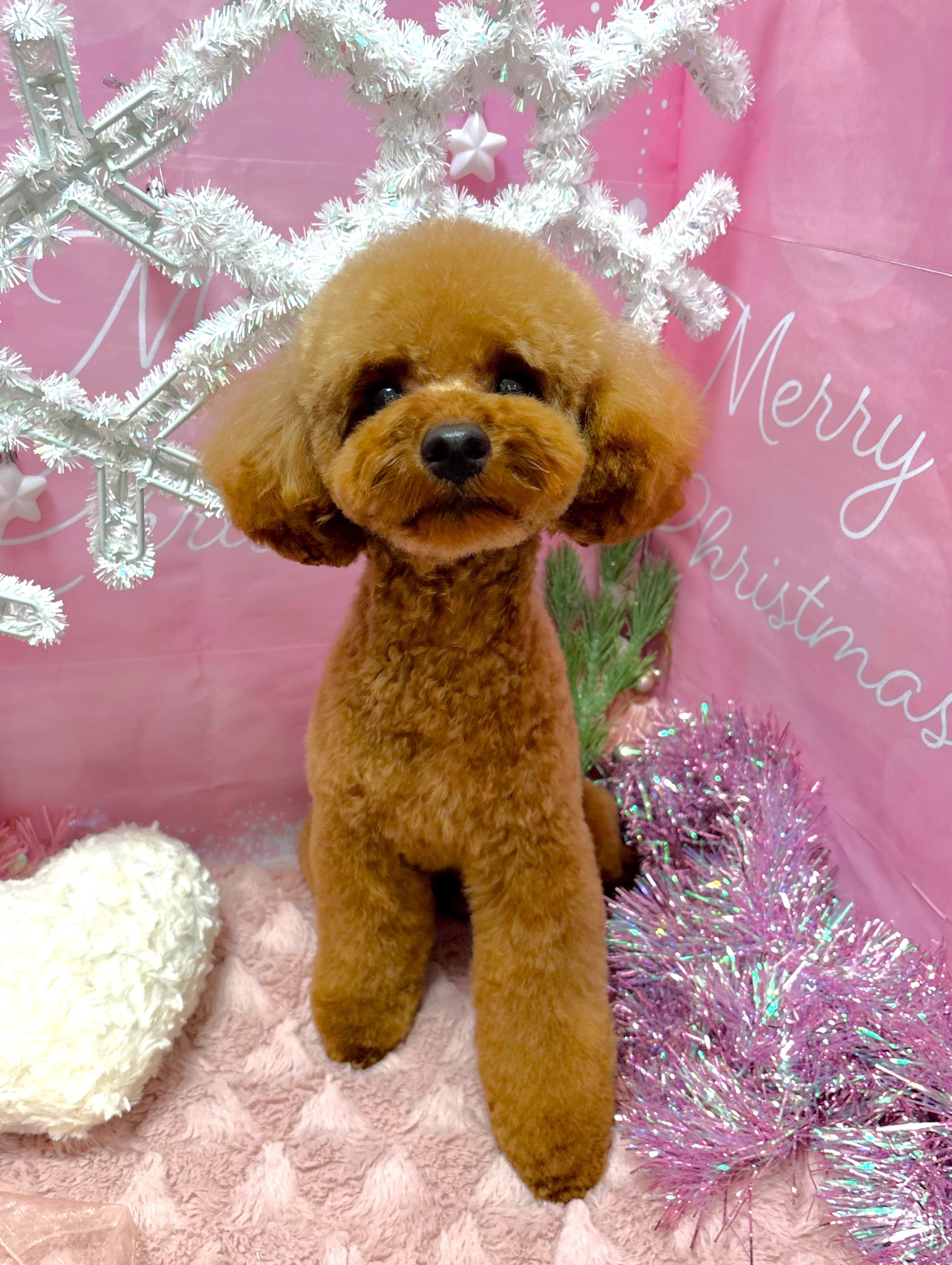 �v�G������̃e�f�B�J�b�g�I