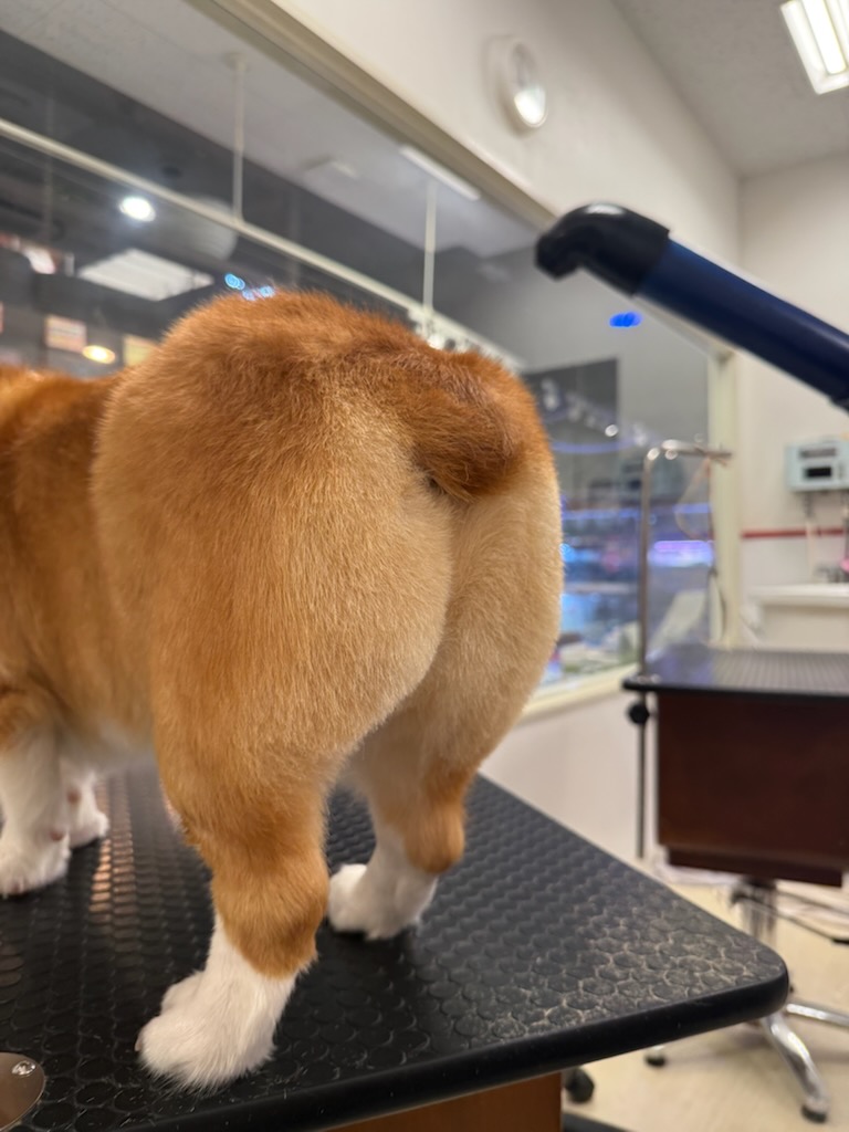 �����Ɖ������K�J�b�g