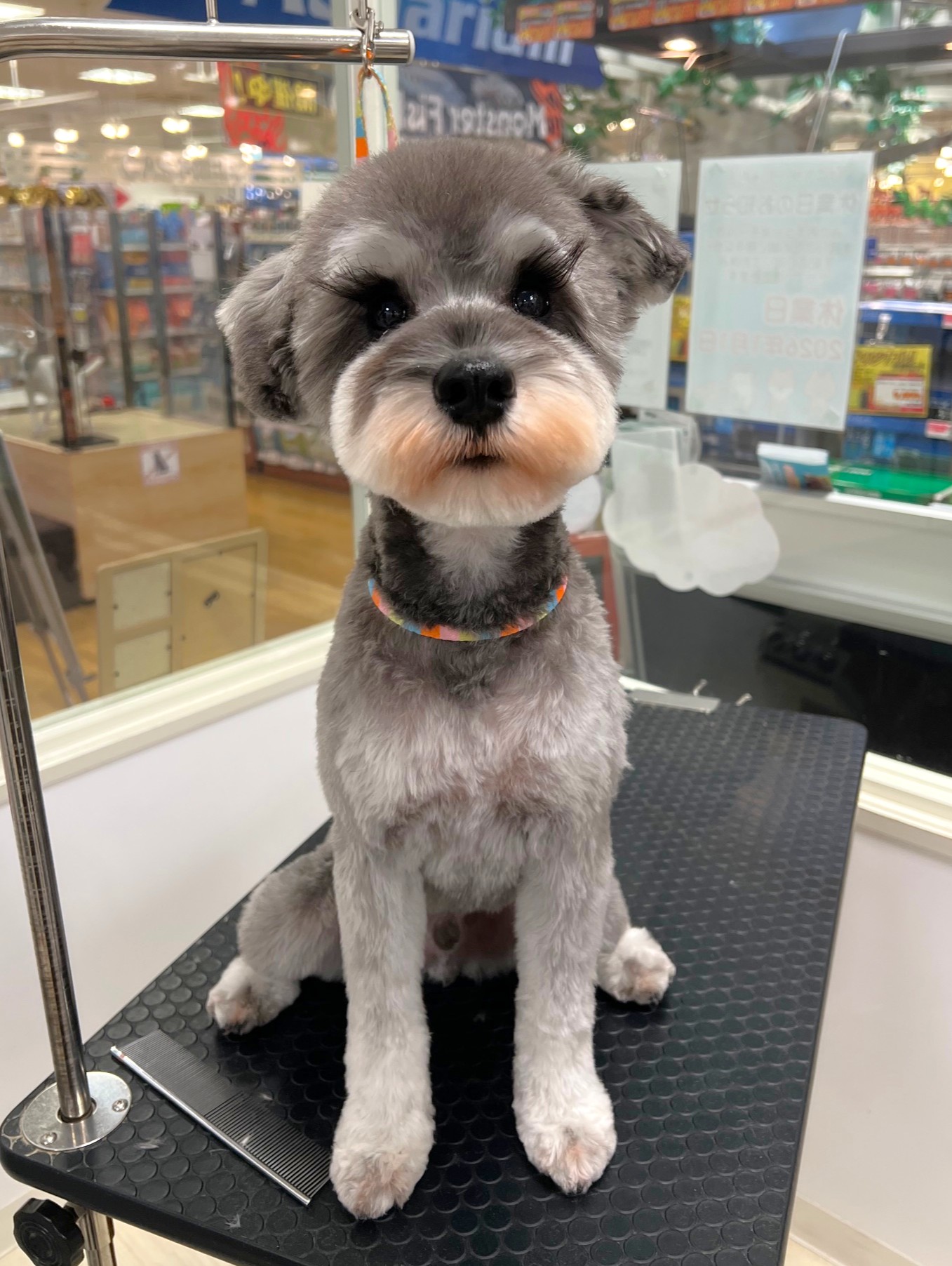 �V���i�E�U�[�̃x�A�J�b�g�I