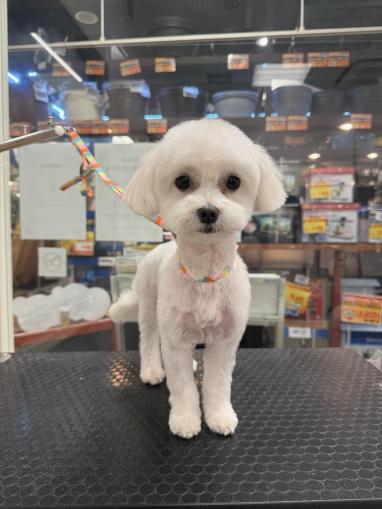 ��������܂�܂�J�b�g