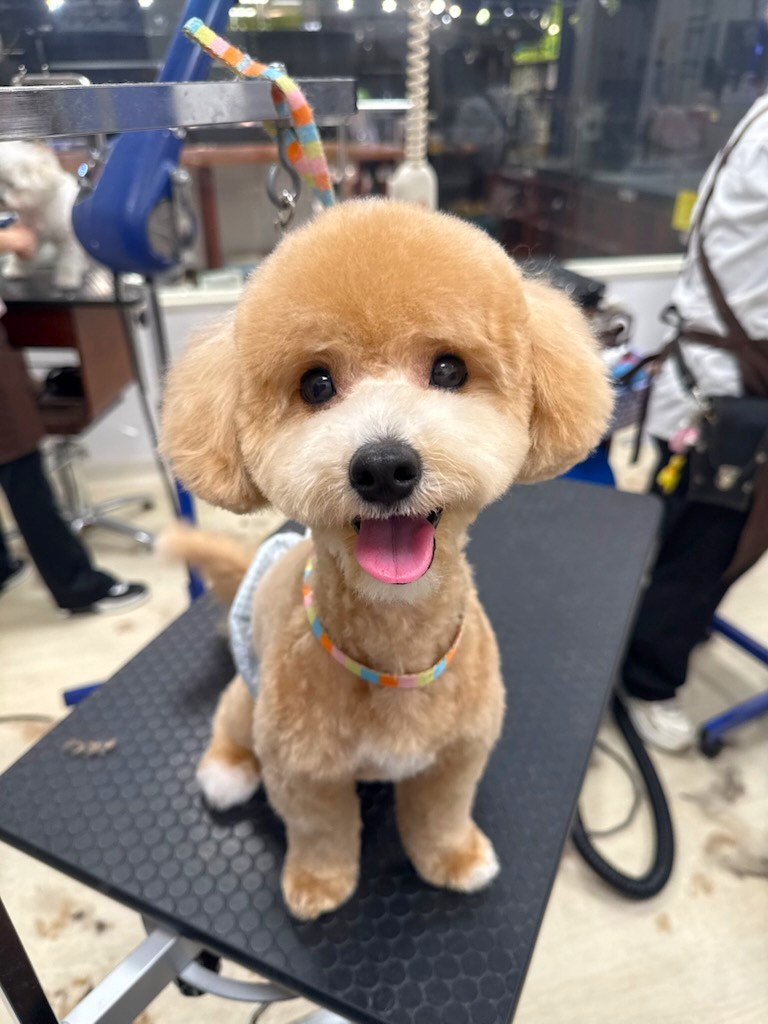 �e�f�B�x�A�J�b�g