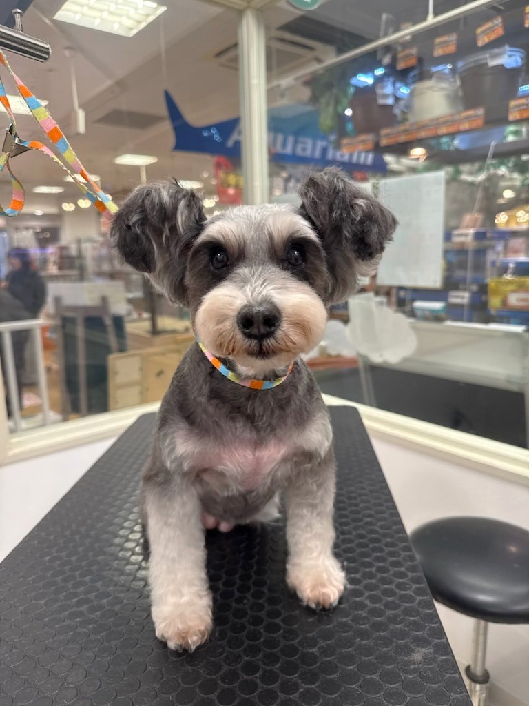 ��������V���i�J�b�g