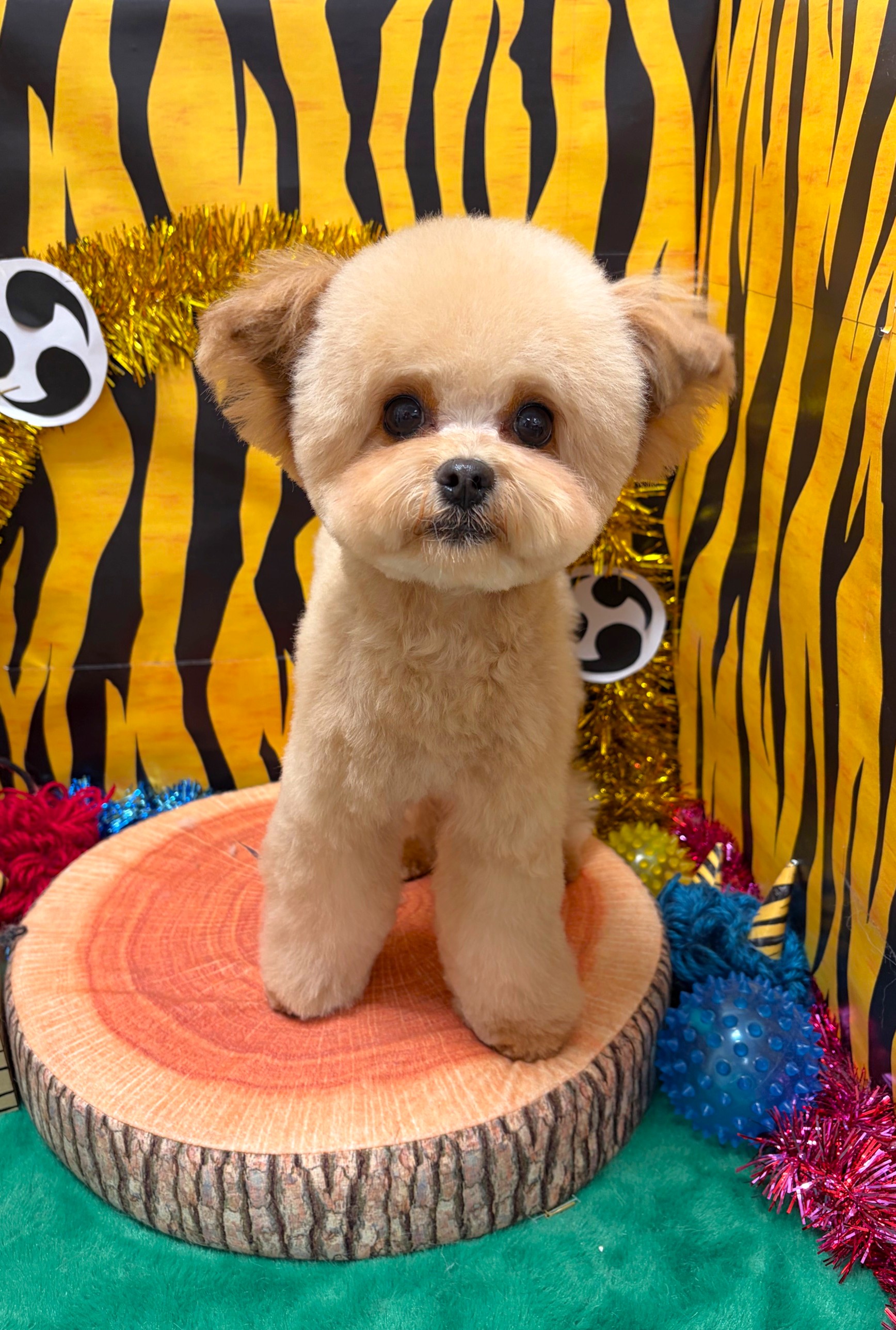 �����Ɖ����܂�܂�e�f�B�J�b�g�I