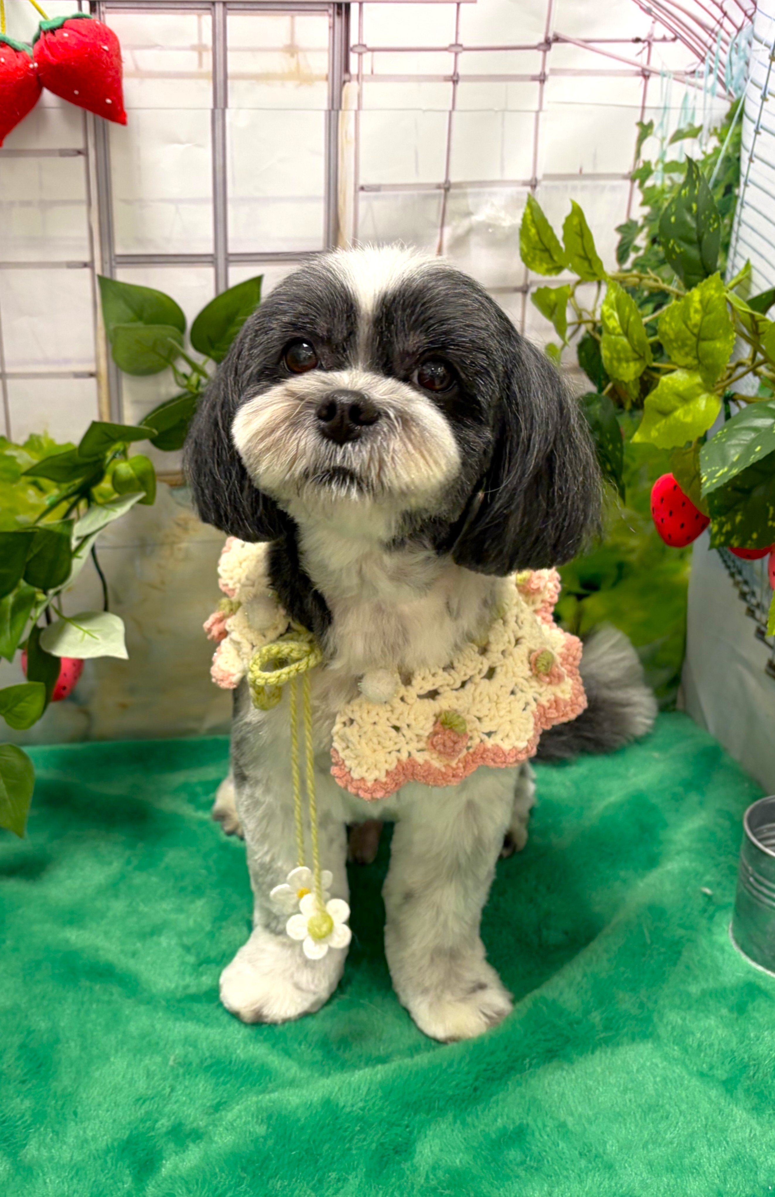 ��������s�m����J�b�g�I