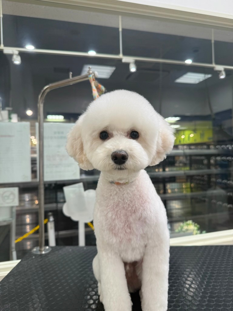 �܂�ۃx�A�J�b�g