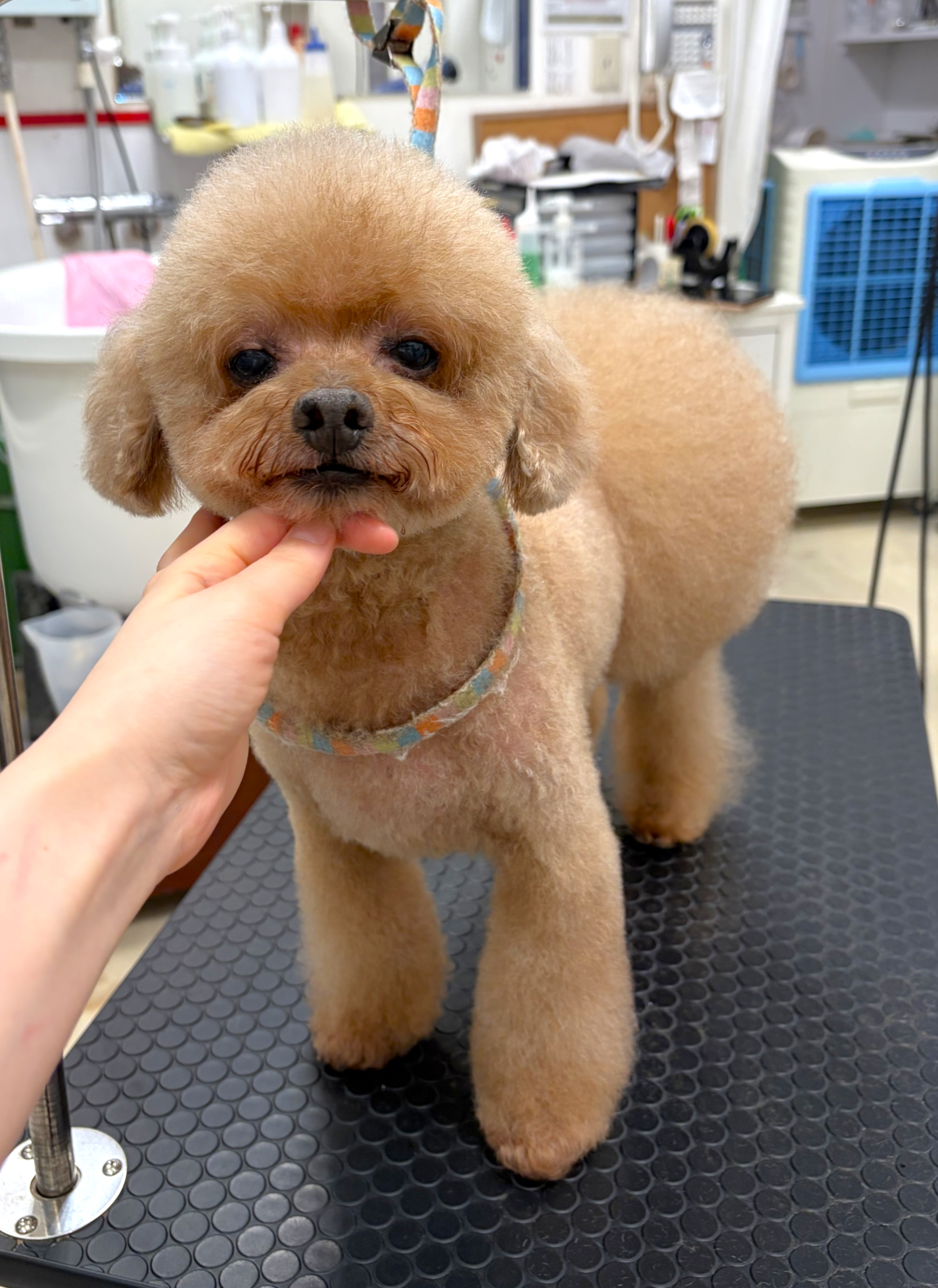 ���ς񂿂�u�[�c�J�b�g�I