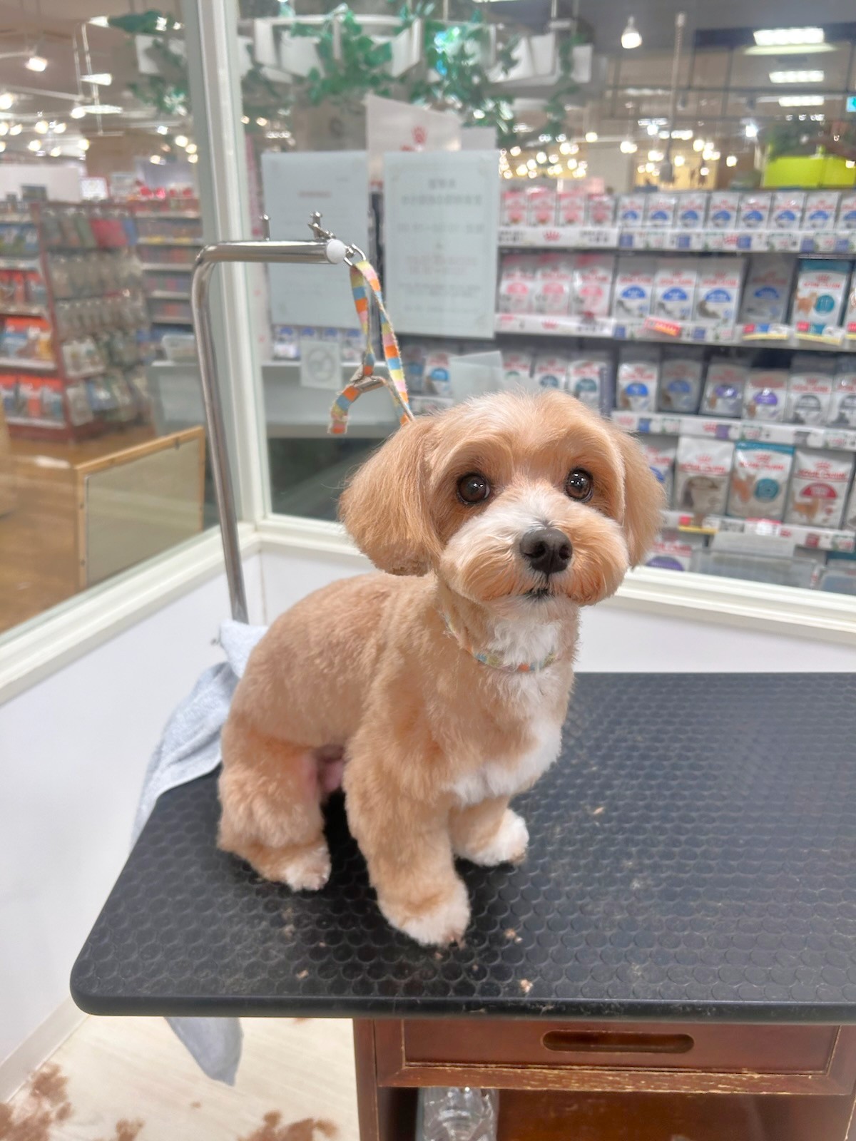 �ڌ���������e�f�B�J�b�g