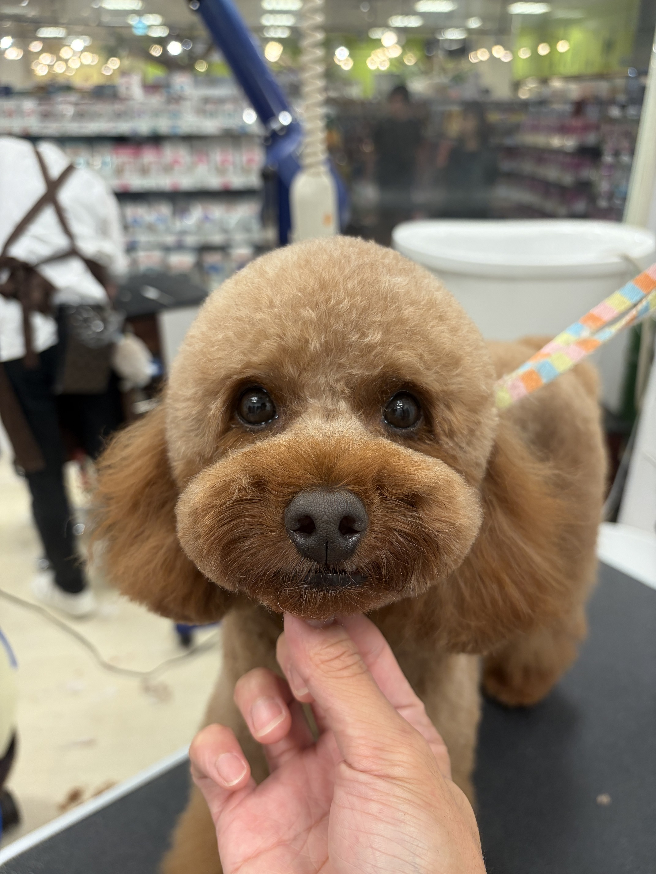 �ڌ��X�b�L���R������J�b�g