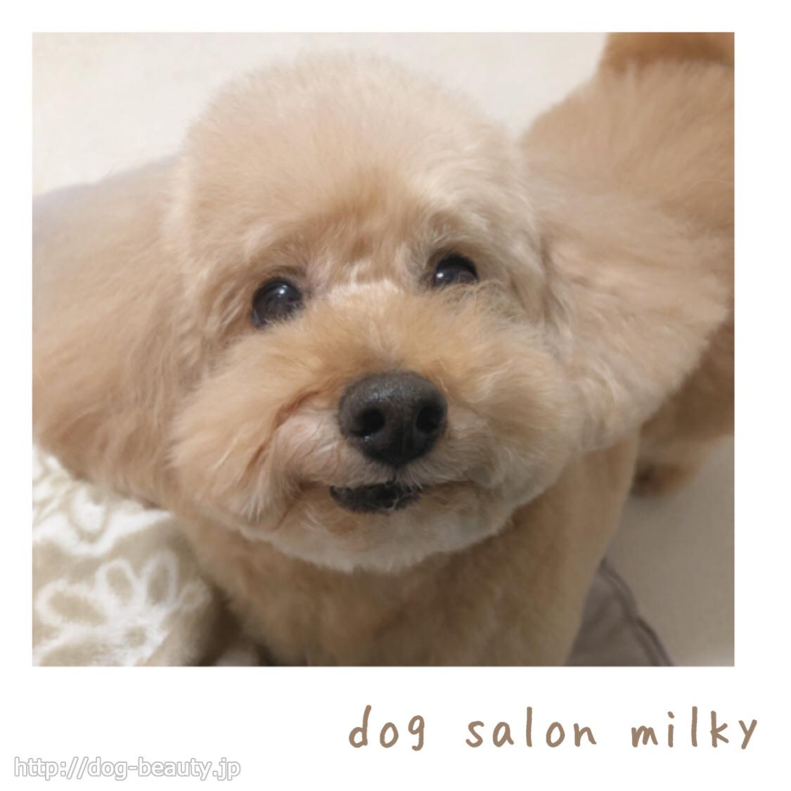 dog salon milky