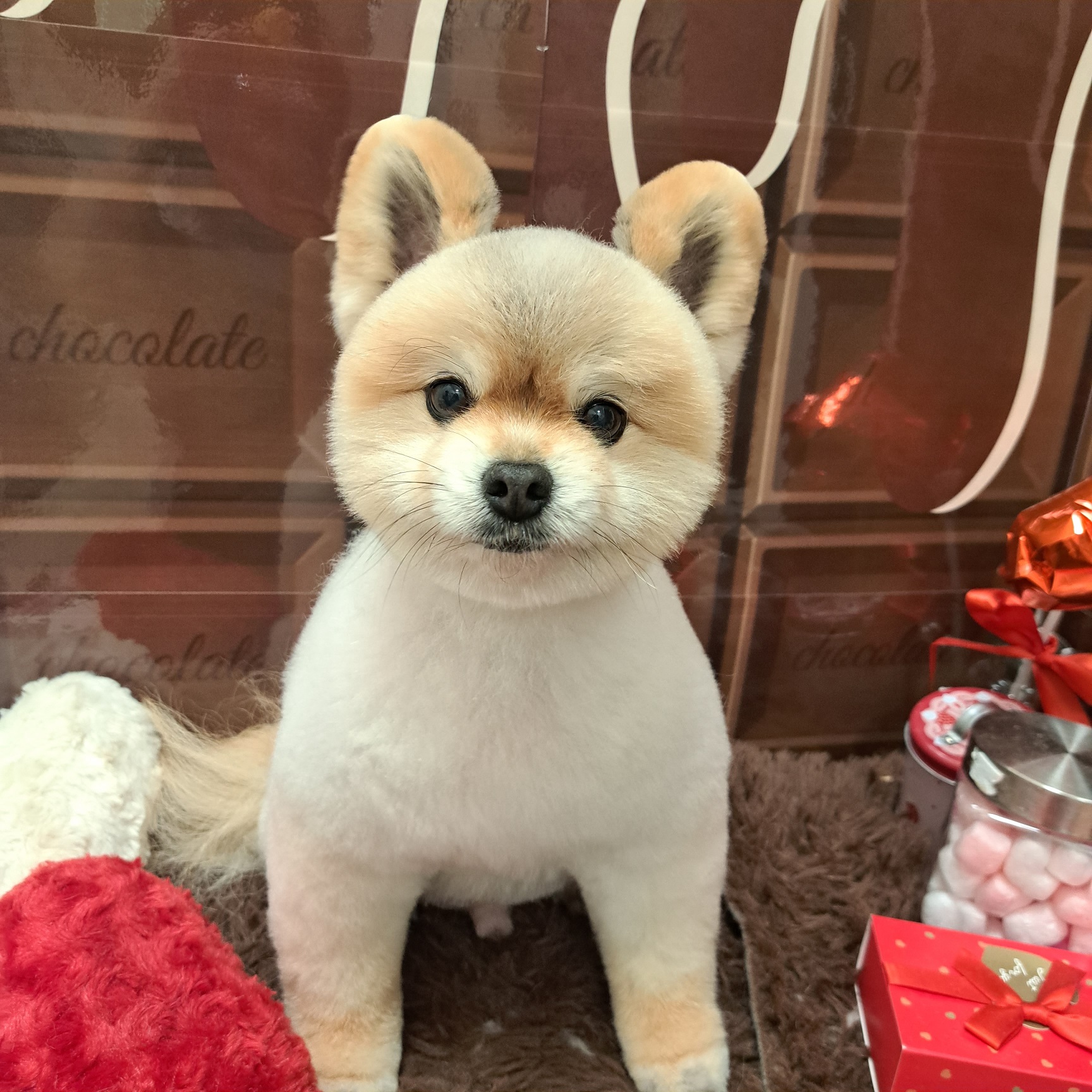 �܂�܂邨������J�b�g