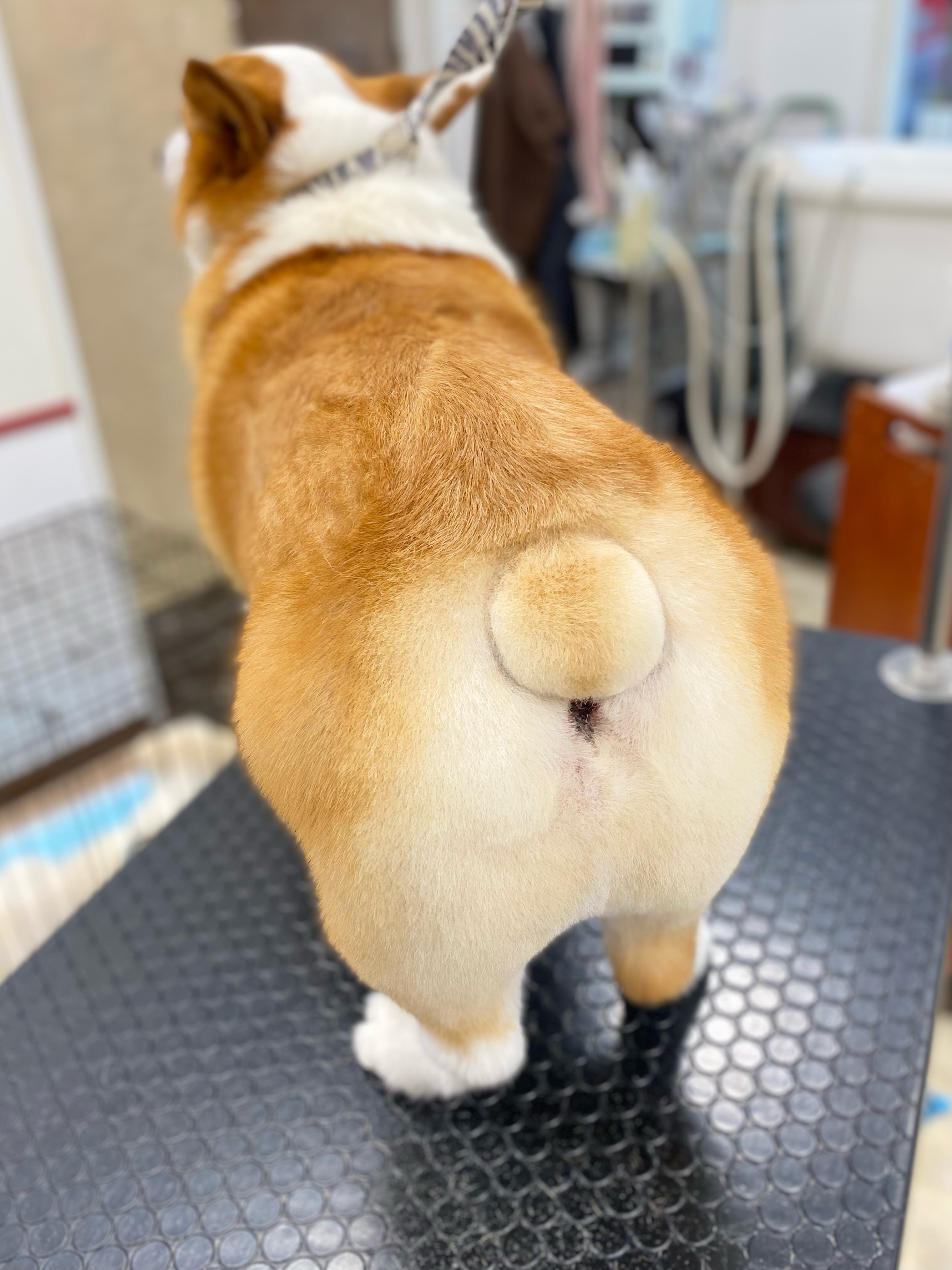 �܂�܂邵����