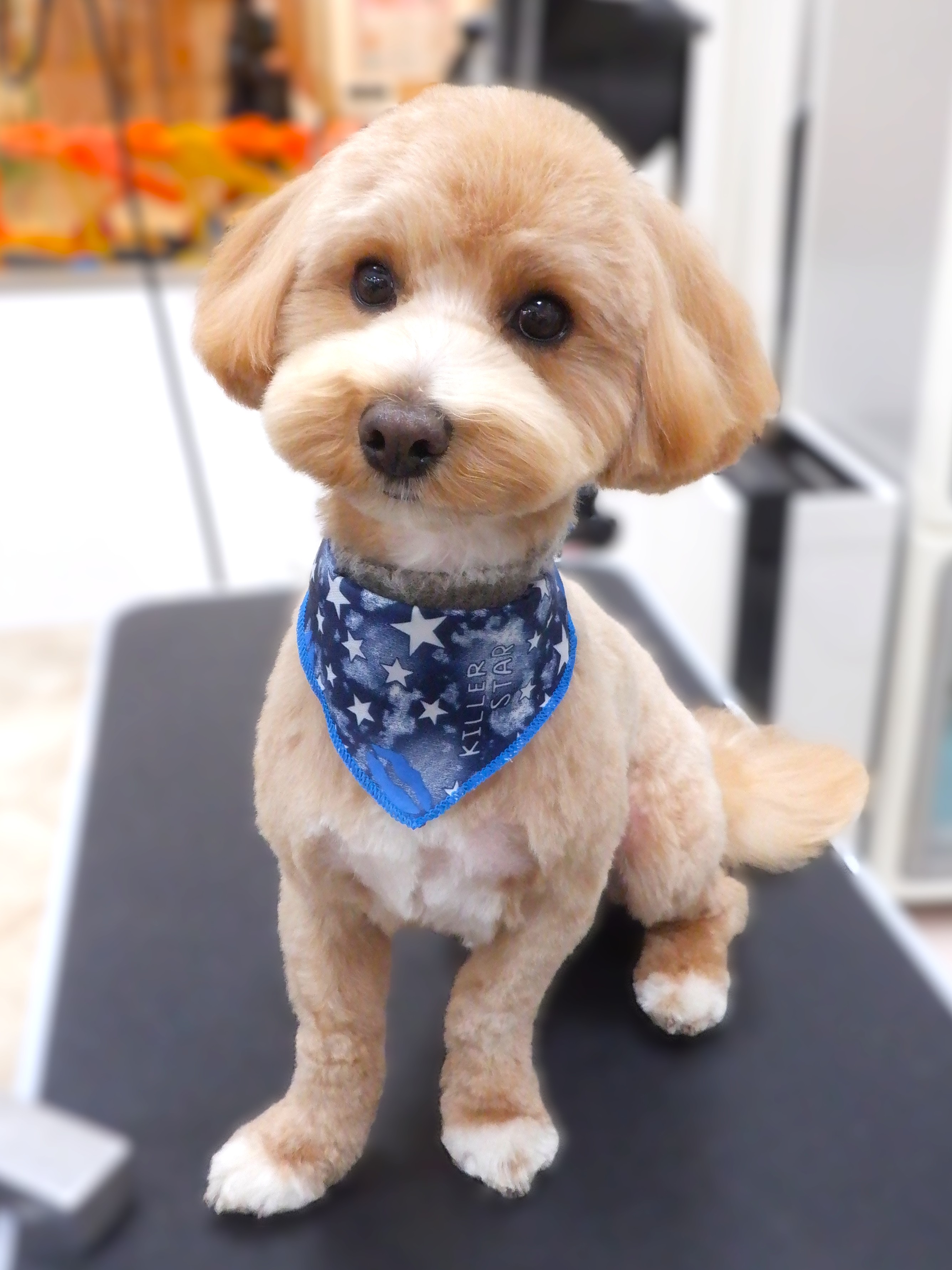 ���ނ�����J�b�g