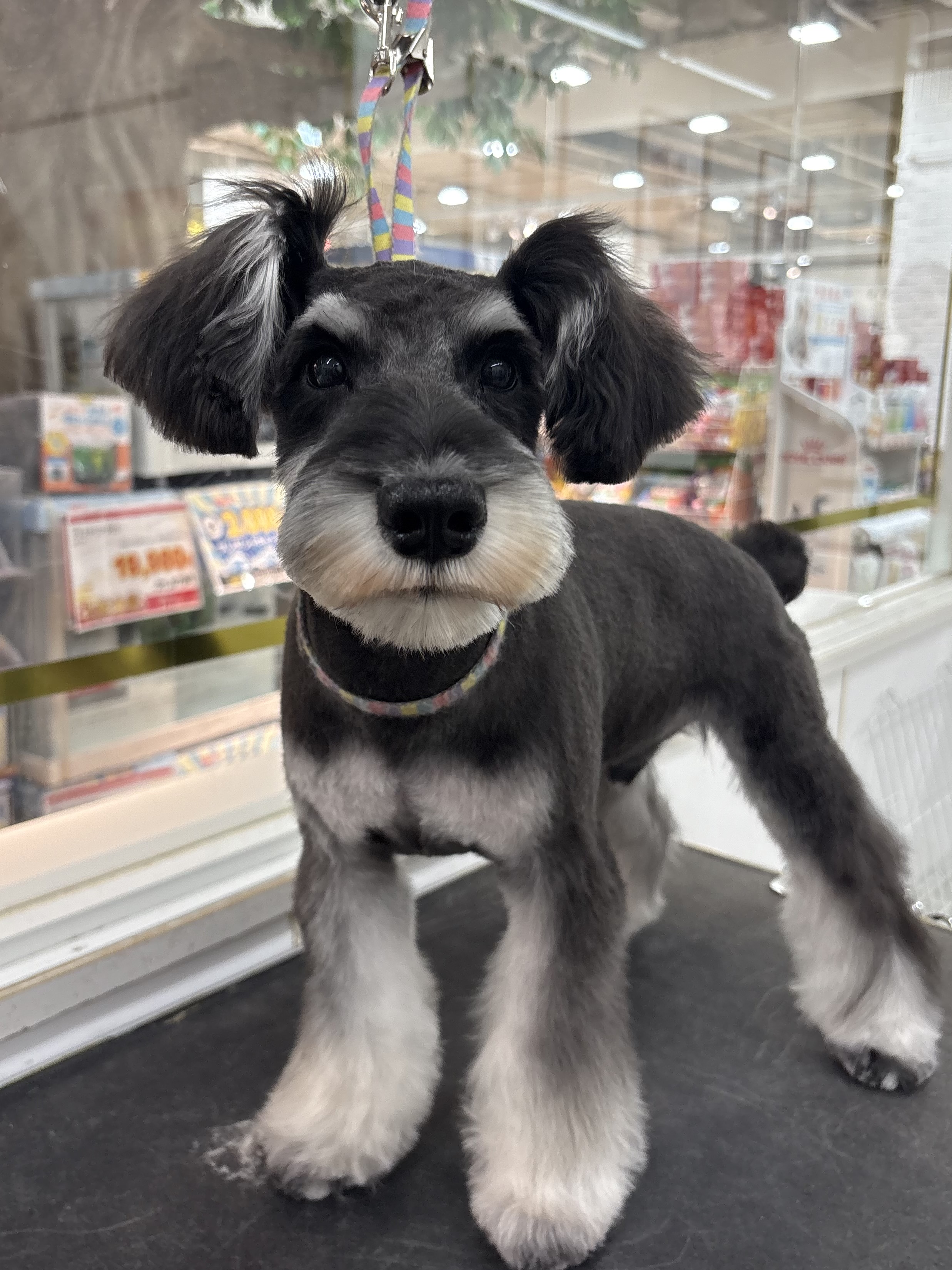 �X�b�L���V���i�J�b�g