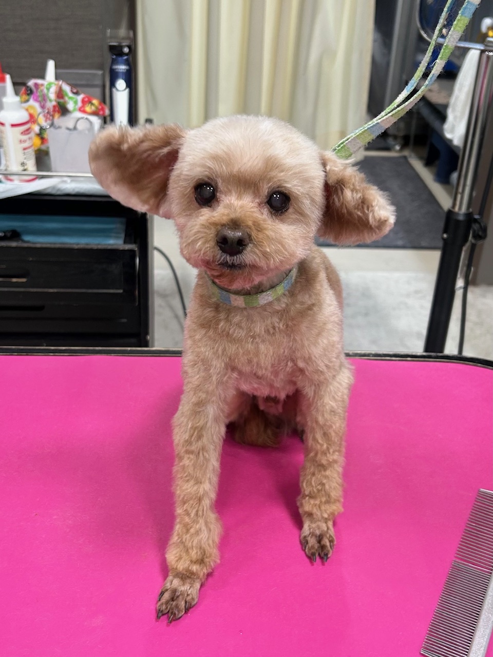 ����o���J���S�g�X�b�L���J�b�g