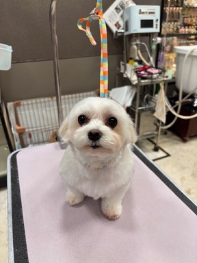 �܂�܂�J�b�g