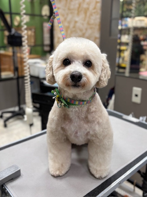 �r�V�����v�[�J�b�g