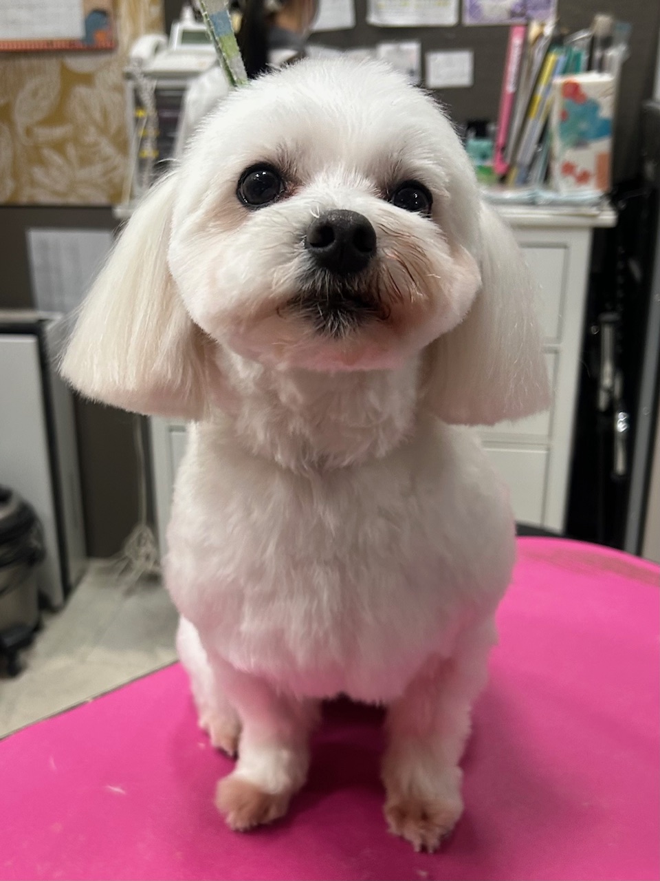 �X�b�L���J�b�g