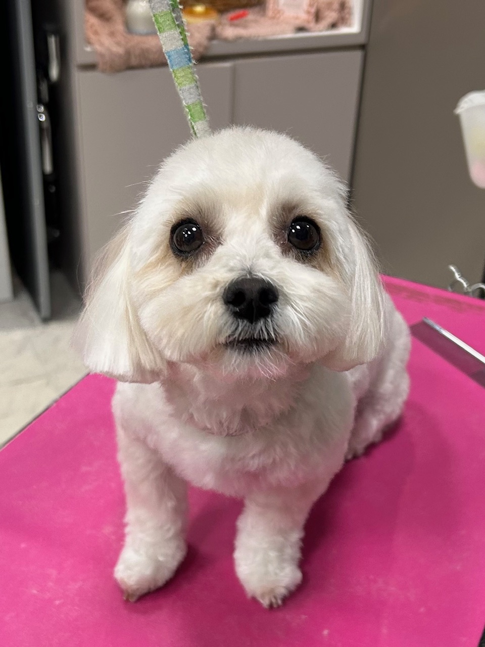 �X�b�L���J�b�g