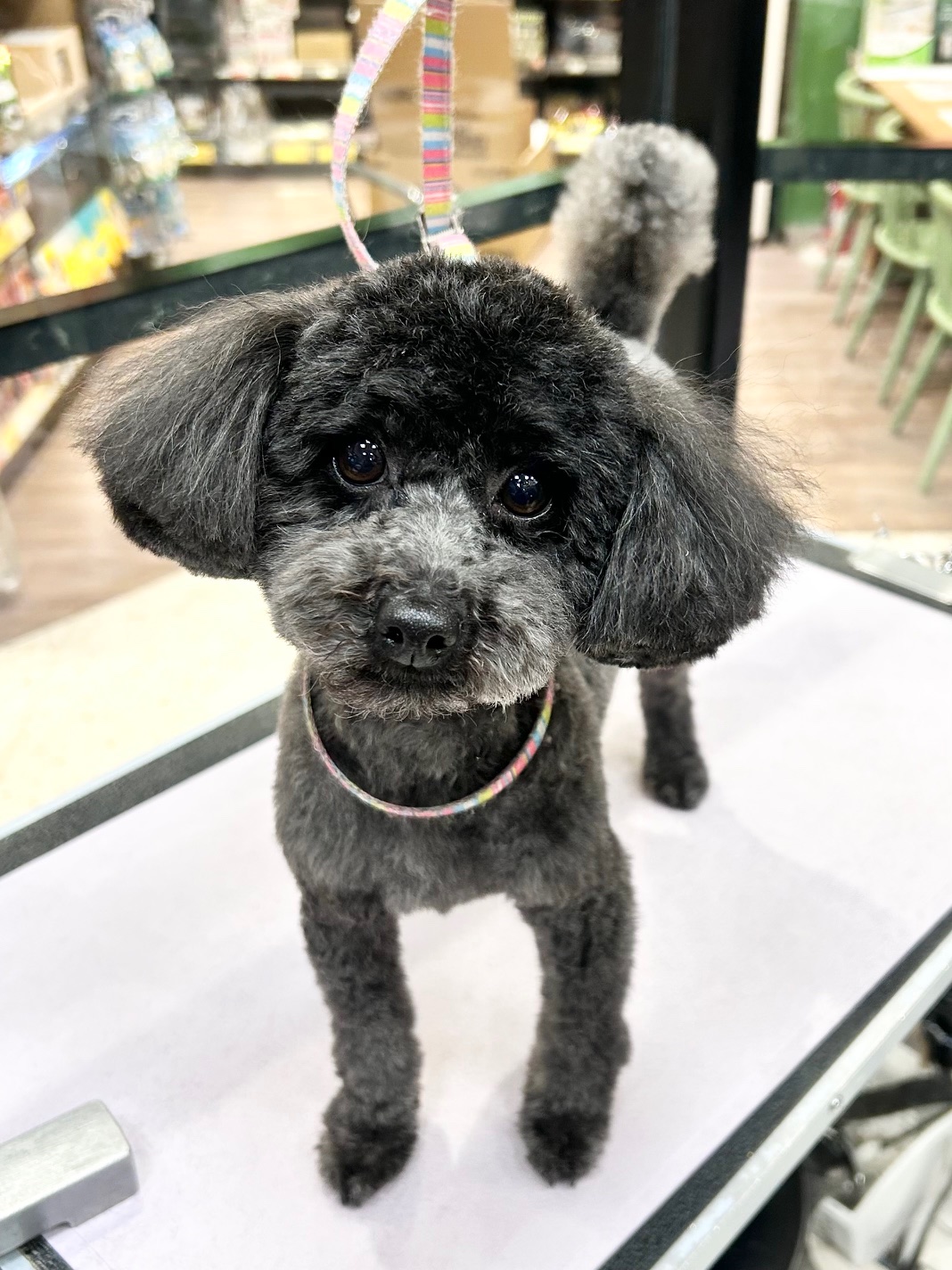 �S�g�T�����X�b�L���J�b�g