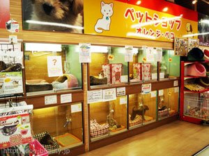 オレンジ ペコ 三鷹店 カブ オレンジ ペコ ミタカテン ペットサロン ペット美容室検索ドッグビューティー