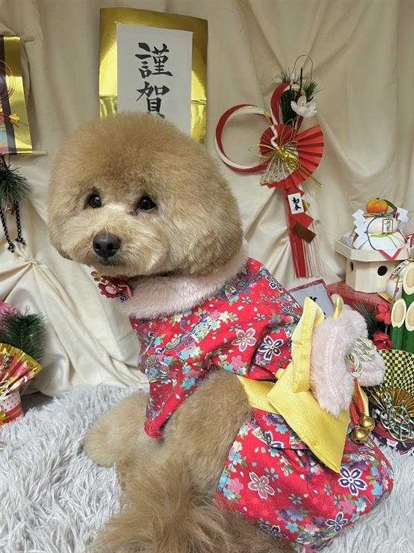 �ۂ�ۂ�}�b�V���X�^�C��