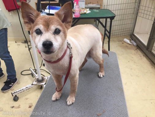 ペットアミ宇土店 ペットアミウトテン ペットサロン ペット美容室検索ドッグビューティー