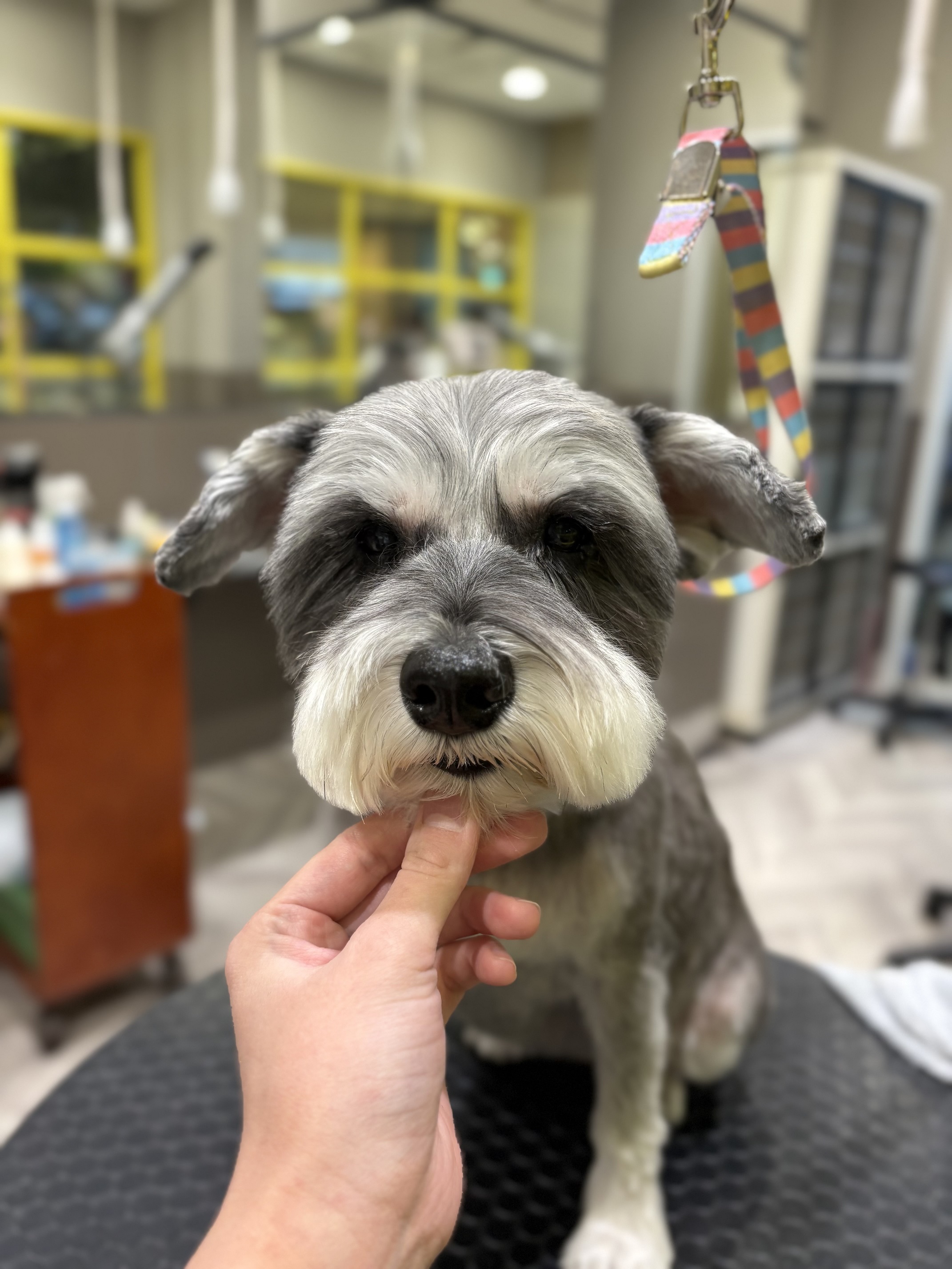 ���I�������̃e�f�B�x�A�J�b�g