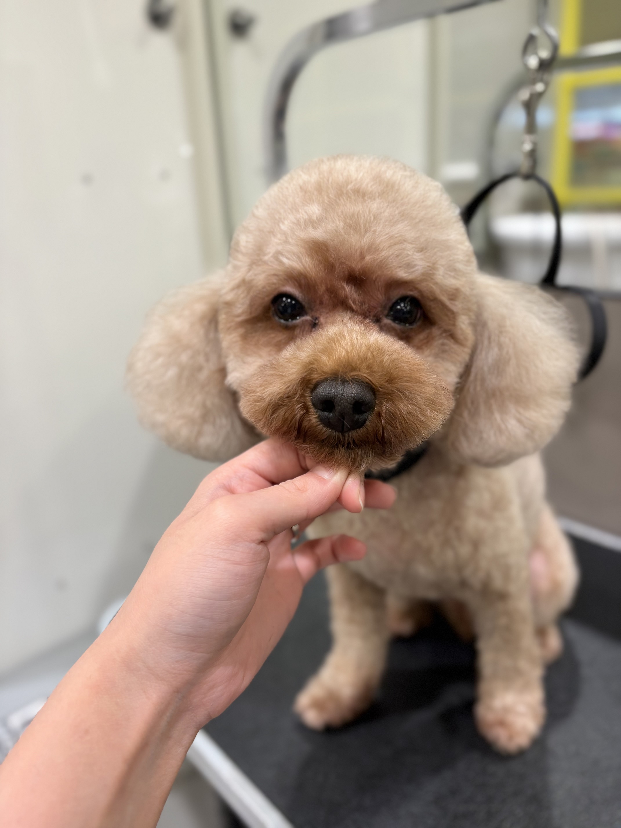 �\������̂�������e�f�B�x�A�J�b�g