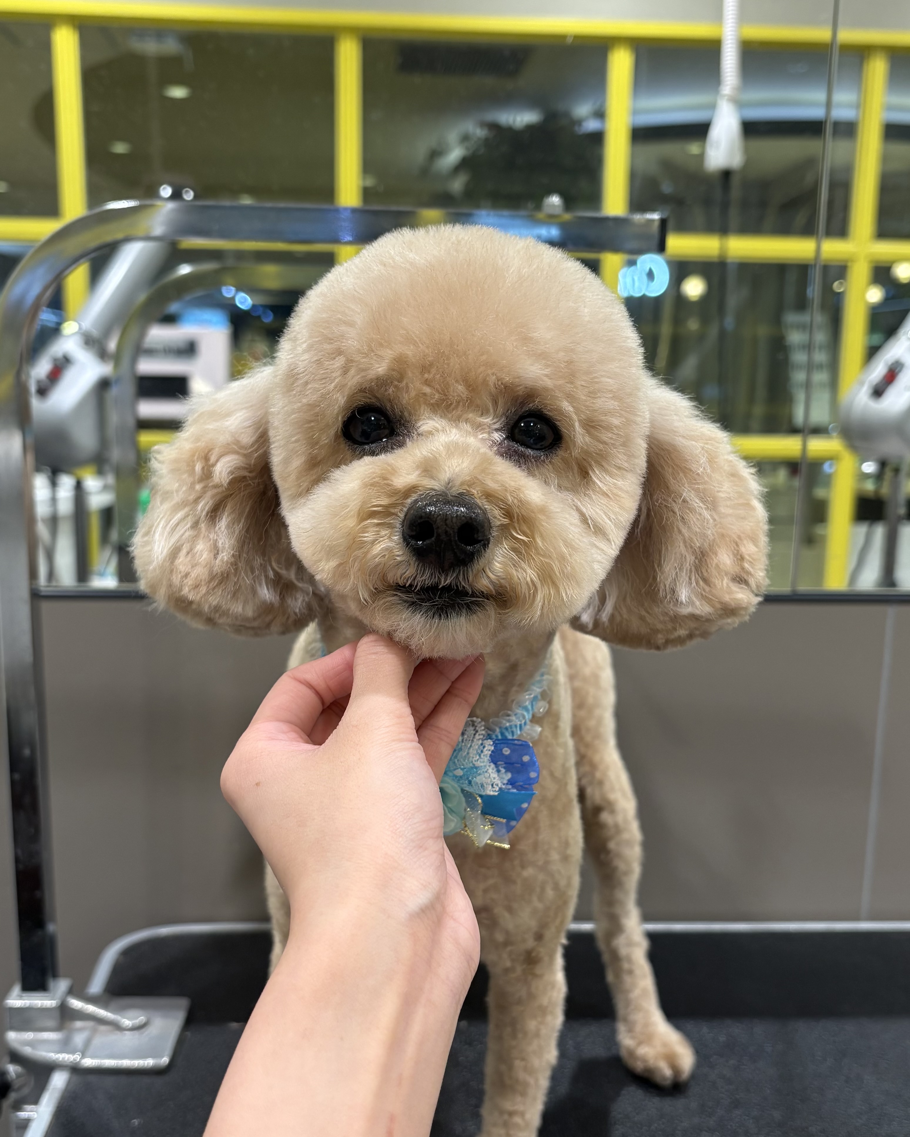 �X�b�L���e�f�B�x�A�J�b�g