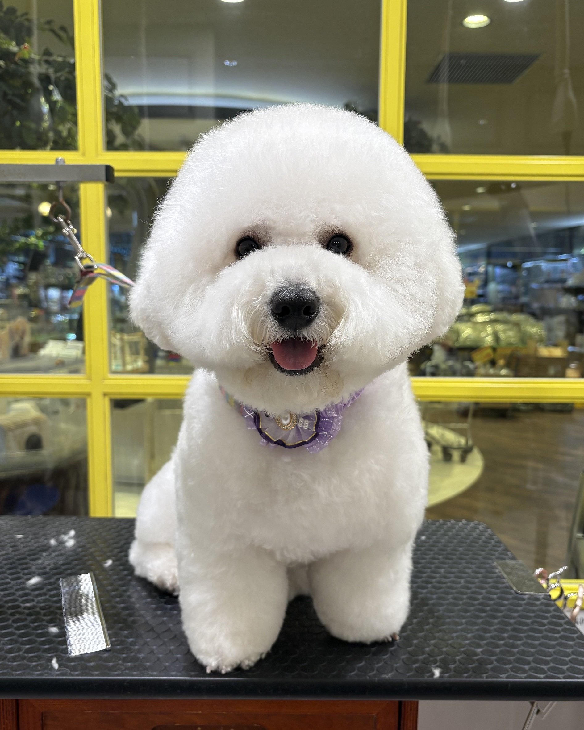 �܂�ۃr�V�����J�b�g