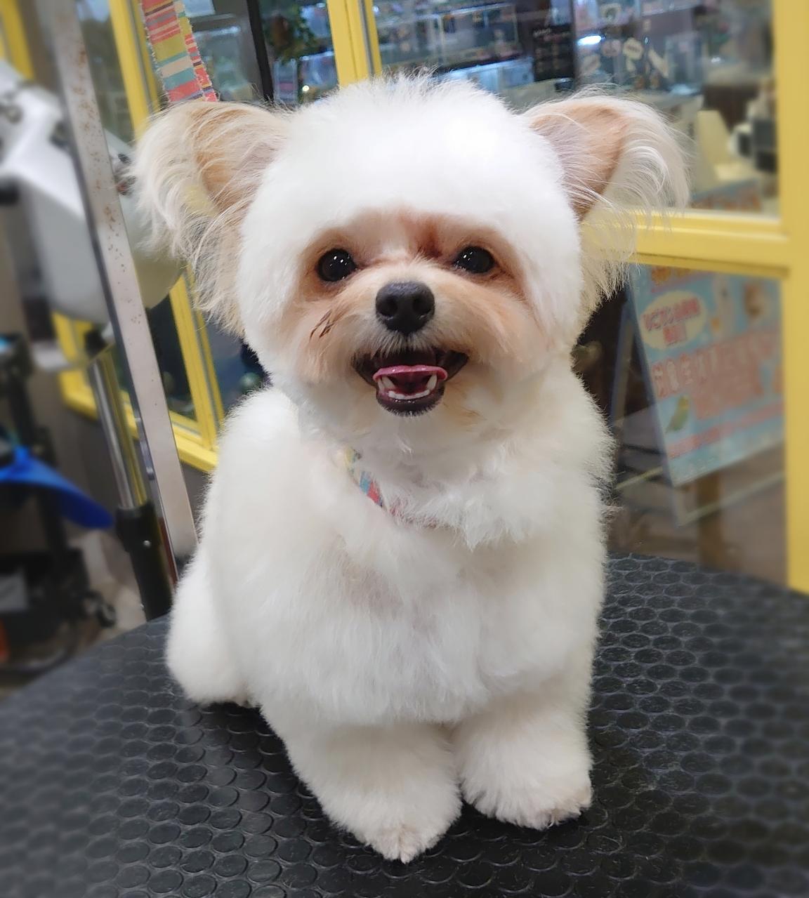 �ӂ�ӂ�ۂӂ��ƃJ�b�g