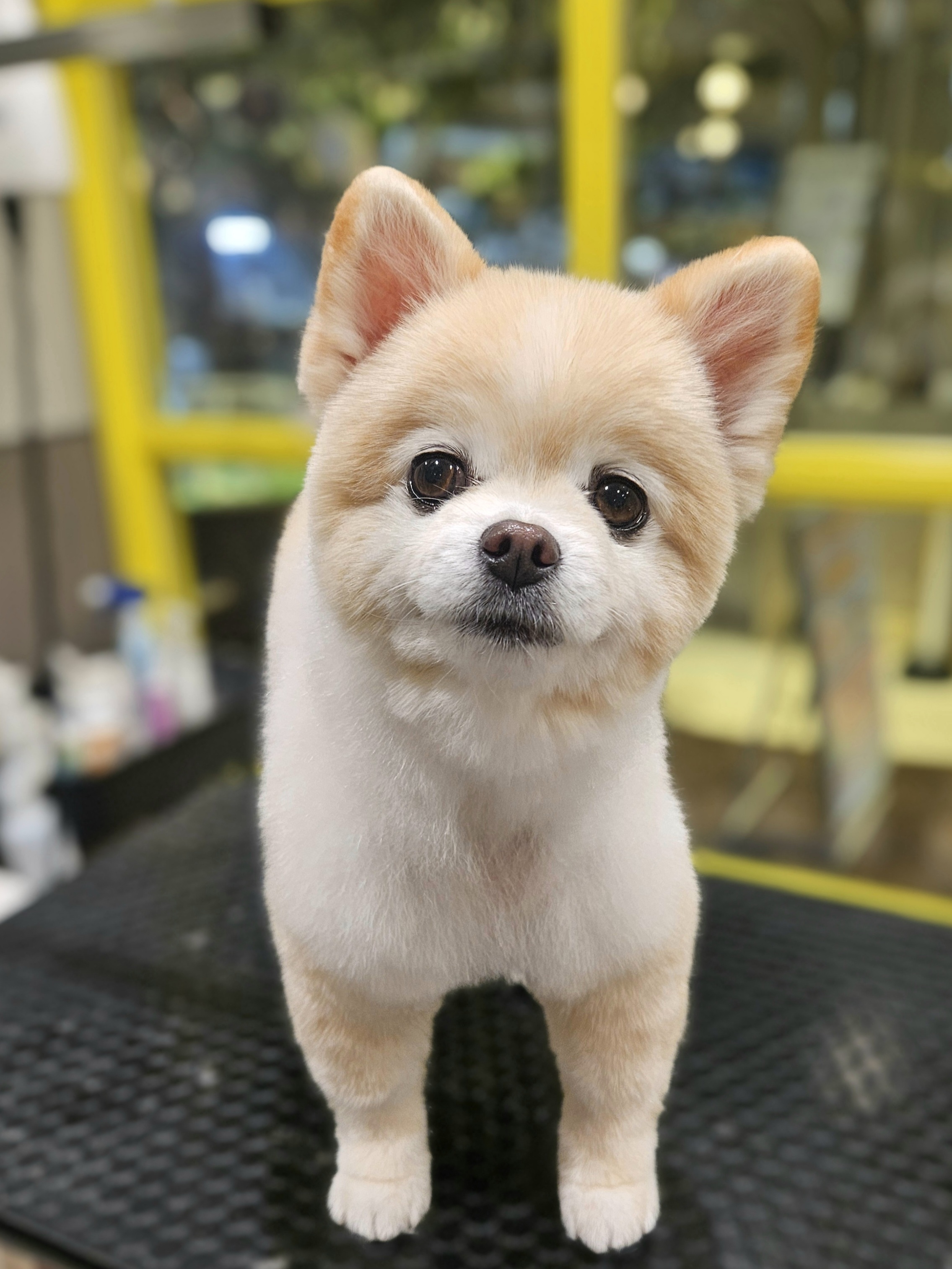 �|�����j�A���̃n�T�~�Ŋۂ��J�b�g