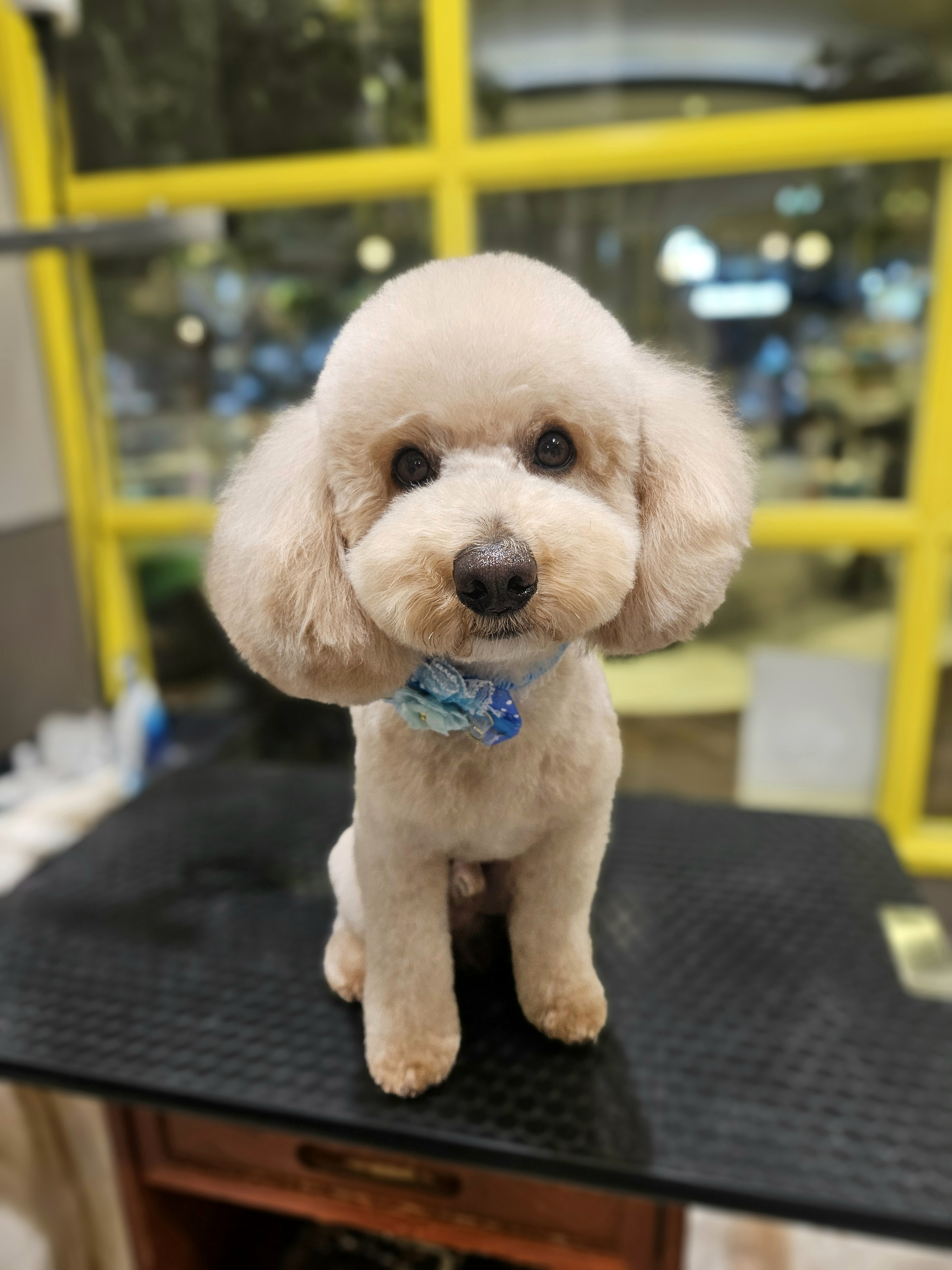 �ۂ񂭂�̃e�f�B�x�A�J�b�g