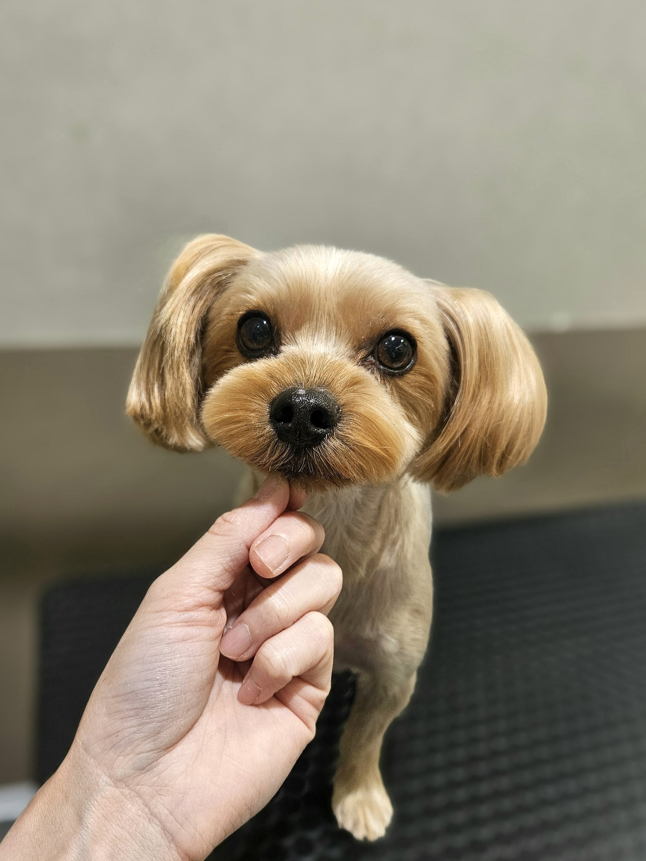 ���������̂�������J�b�g