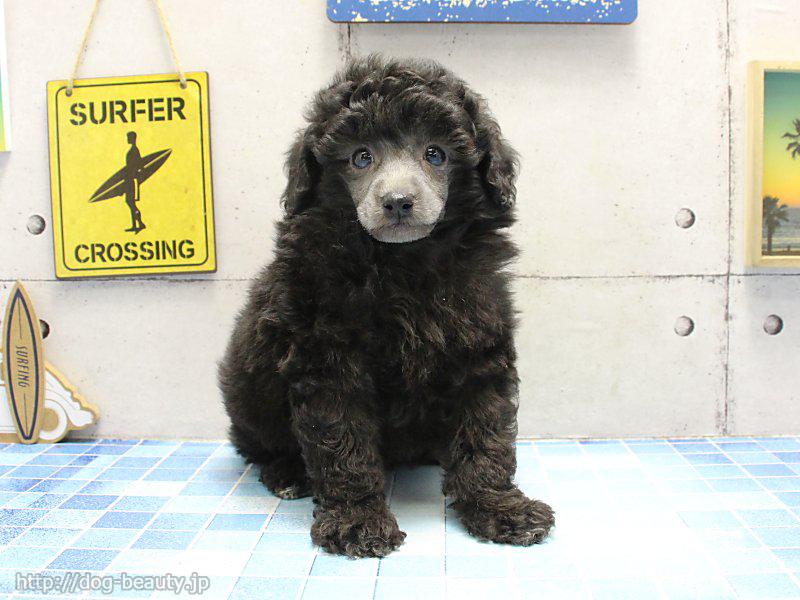 ワンラブ アリオ鳳店 ワンラブアリオオオトリテン ペットサロン ペット美容室検索ドッグビューティー