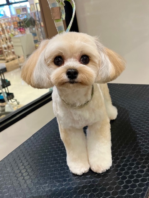 ���������̃T�}�[�X�^�C����