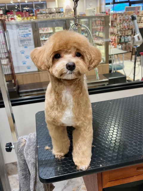 �x�A�����̂�������߃X�^�C����