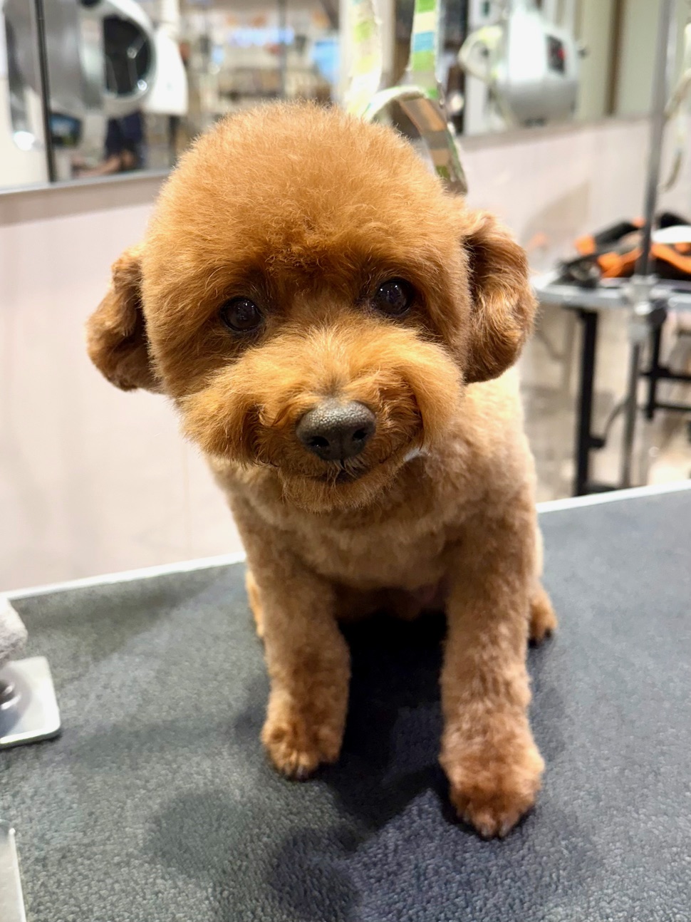 ��������e�f�B�x�A