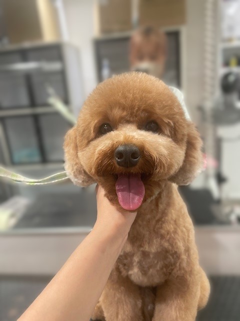 �X�b�L���e�f�B�x�A�J�b�g