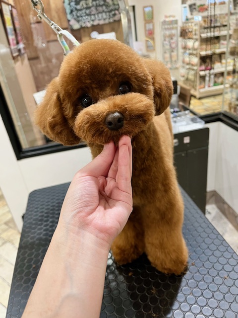 �j�R����̂ӂ���x�A�J�b�g��