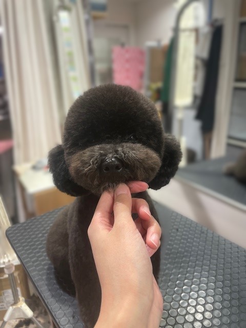 �X�b�L���e�f�B�x�A�J�b�g