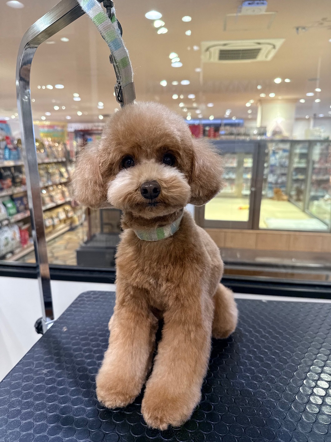 �����e�f�B�x�A