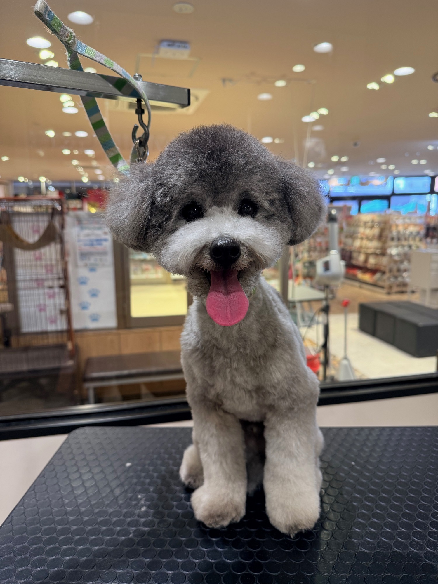 �����e�f�B�x�A